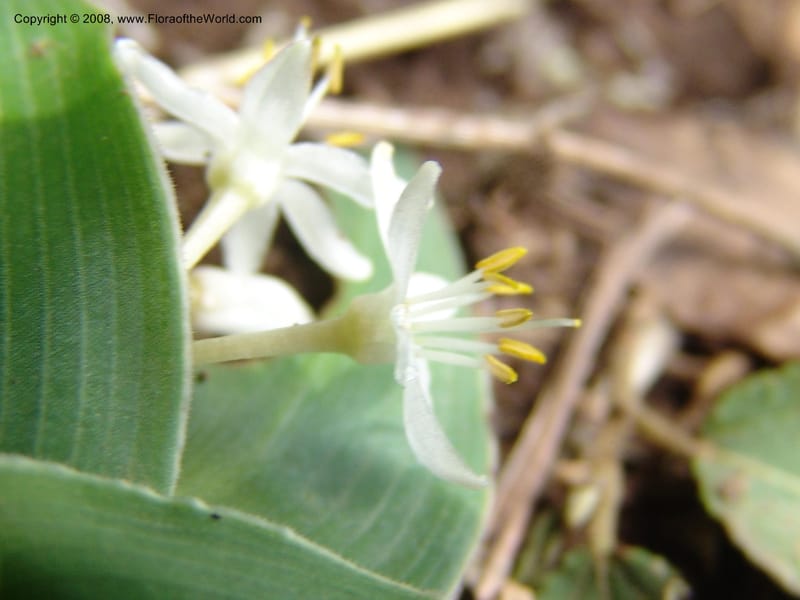 Chlorophytum tetraphyllum--Ethiopia. Bio, 6 km N of Modjo, rd twd Debre Zeit. 14 Jul 04. 031.jpg