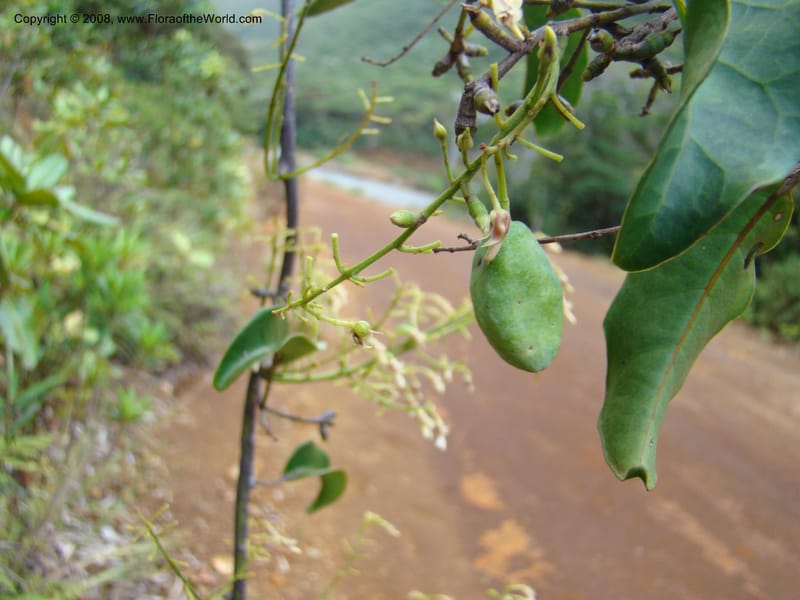 Agatea longipedicellata, JMunzinger4841--New Caledonia. Kwe Bwinyi Riv., old bridge. 18 Nov 07. 016.jpg