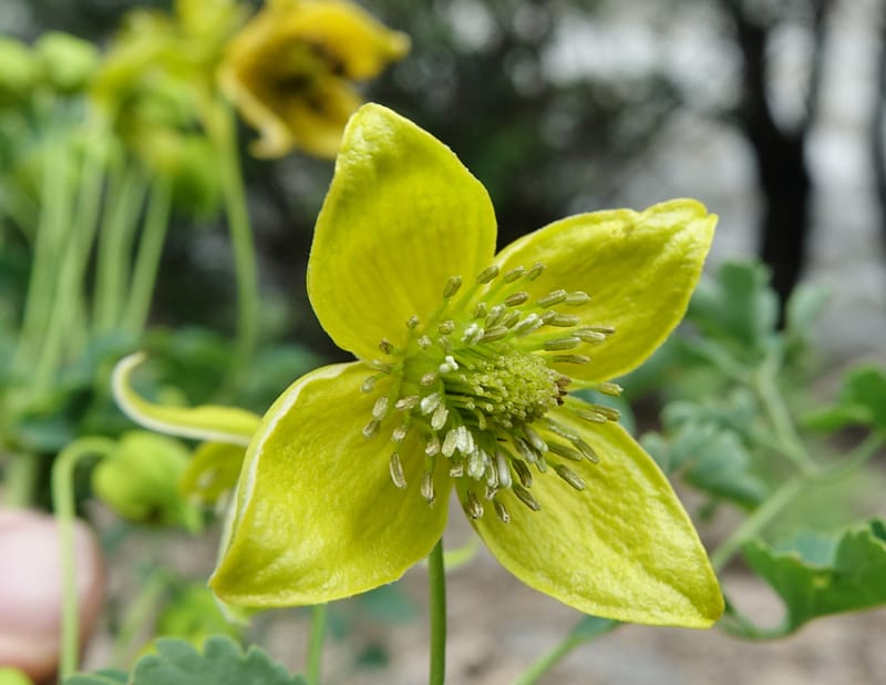 Clematis tangutica, Not collected--China. Sichuan. Yibailingba-gou. 12 Aug 2017. DSC04660 (461).JPG