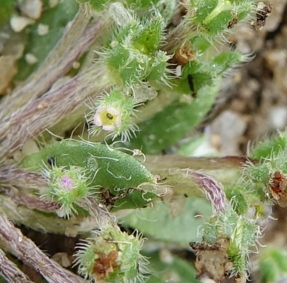 Microcaryum pygmaeum, D. Boufford 44021--China. Sichuan. Daocheng Xian. 14 Aug 2017. DSC05676 (287).JPG