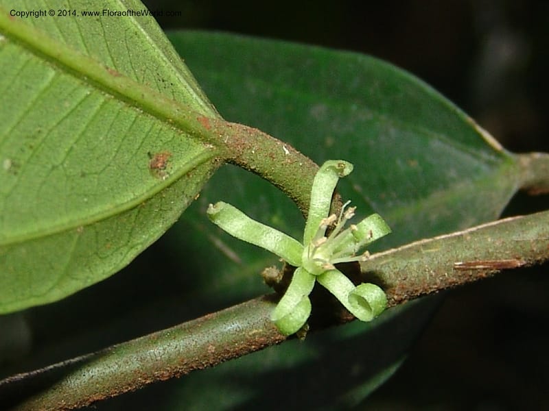 Leptonychia melanocarpa, Leal, M 1132--Gabon. Prov. Ogooue-Ivindo. Res. Lope. Sommet Main. 19 Apr 06. 060 (3).jpg