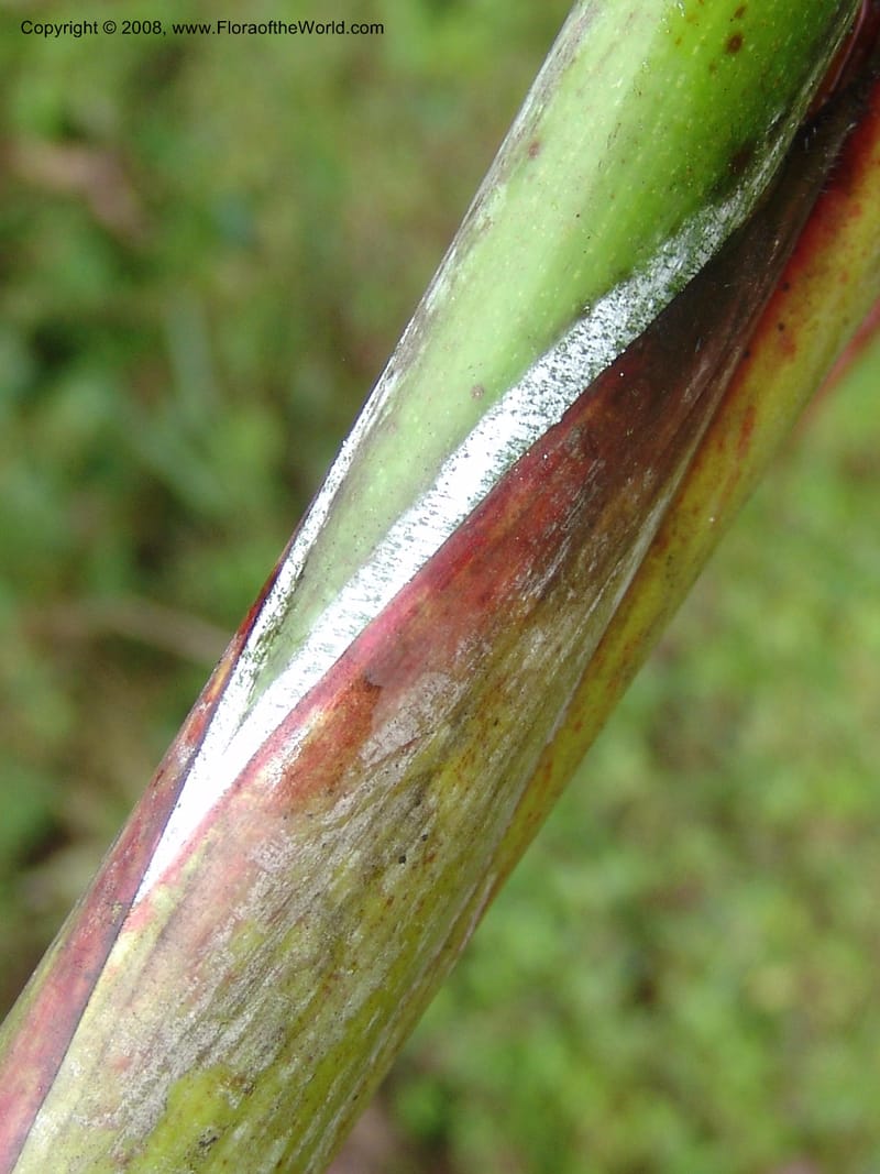 Heliconia griggsiana, Croat94560--Ecuador. Prov. Pichincha. Tandayapa-Nono. 13 Feb 05. 153.jpg