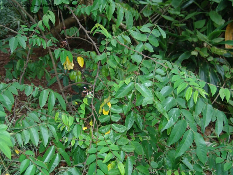 Averrhoa bilimbi--So.Africa. Durban Bot. Garden. 14 Mch 05. 124.jpg
