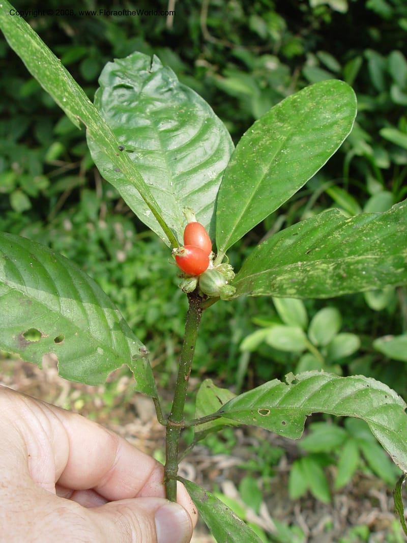 Psychotria--Cameroon. Mt. Cameroon. 6 Dec 03. 151.jpg