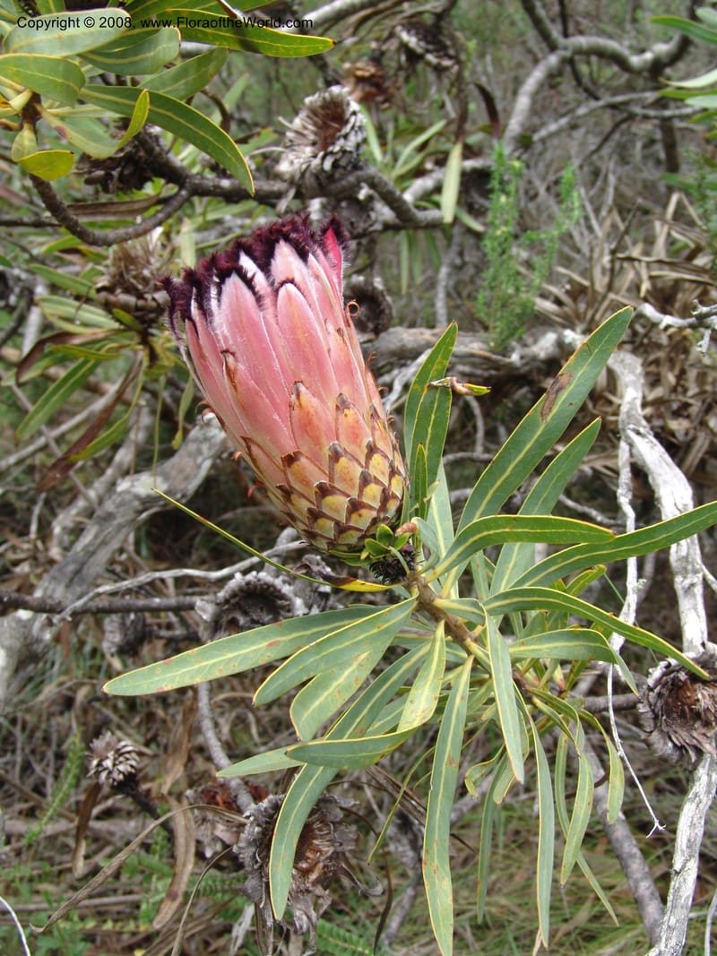 Protea neriifolia--So.Africa. E. Cape. Van Stadens Wildfl. Res.. 6 Mch 05. 098.jpg