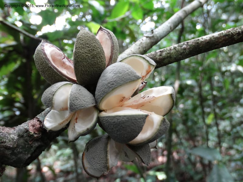 Leptonychia pallida, Davidson, C 12364--Cameroon. Korup Nat. Park. 22 Mar 2014. DSC03203 (189).JPG
