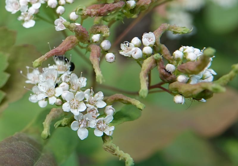 Spiraea lucida, C. Davidson 13833--ID. Shoshone Co. Freezeout Rd. FR 301. 10 Jul 2018. DSC06582 (53).JPG