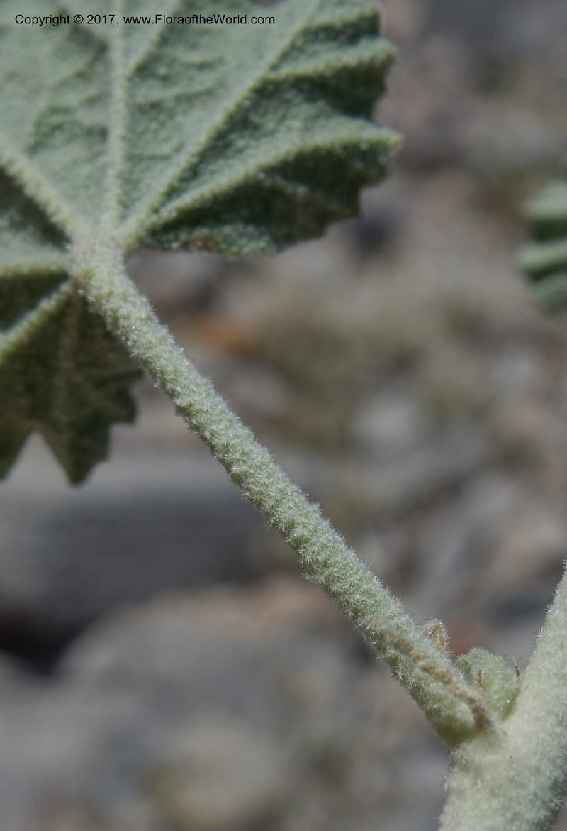 Sphaeralcea ambigua var. rugosa, Davidson, C 13113--California. Inyo Co. N. Death Valley Rd. Stop 1. 18 Apr 2016.  (35).JPG