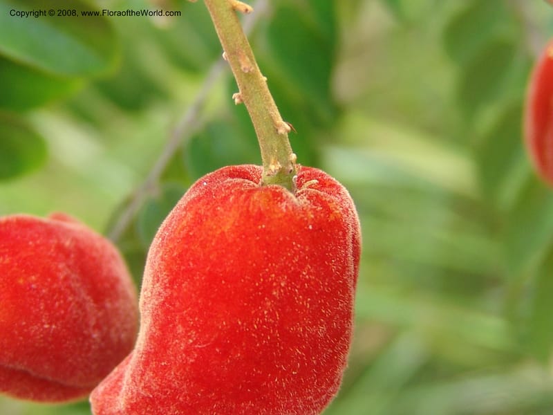 Cnestis, MLeal1172--Gabon. Prv. Ogooue-Iv. Res. Lope. Fougere Brulee. 19 Apr 06. 247.jpg