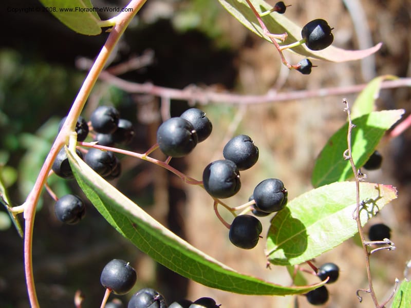 Gaultheria yunnanensis. 91.0879--CA. UC Berkeley Bot. Gard. 10 Feb 03. 029.jpg