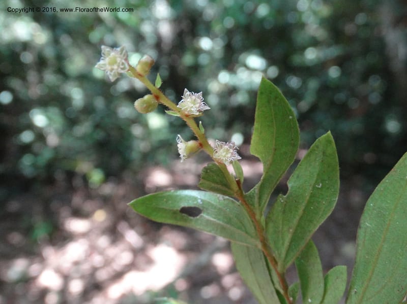 Anisophyllea disticha, Davidson, C 12897--Sabah. Deramakot For. Res. 24 Mar 2015. DSC00089 (108).JPG