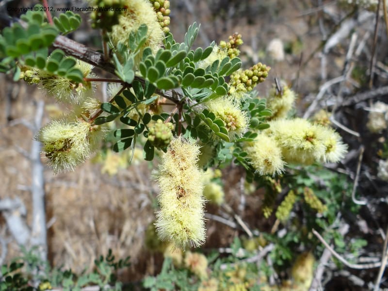 Acacia greggii, Davidson, C 11931--AZ. Yavapai Co. Crown King Rd. 7 May 2012.  (5).JPG