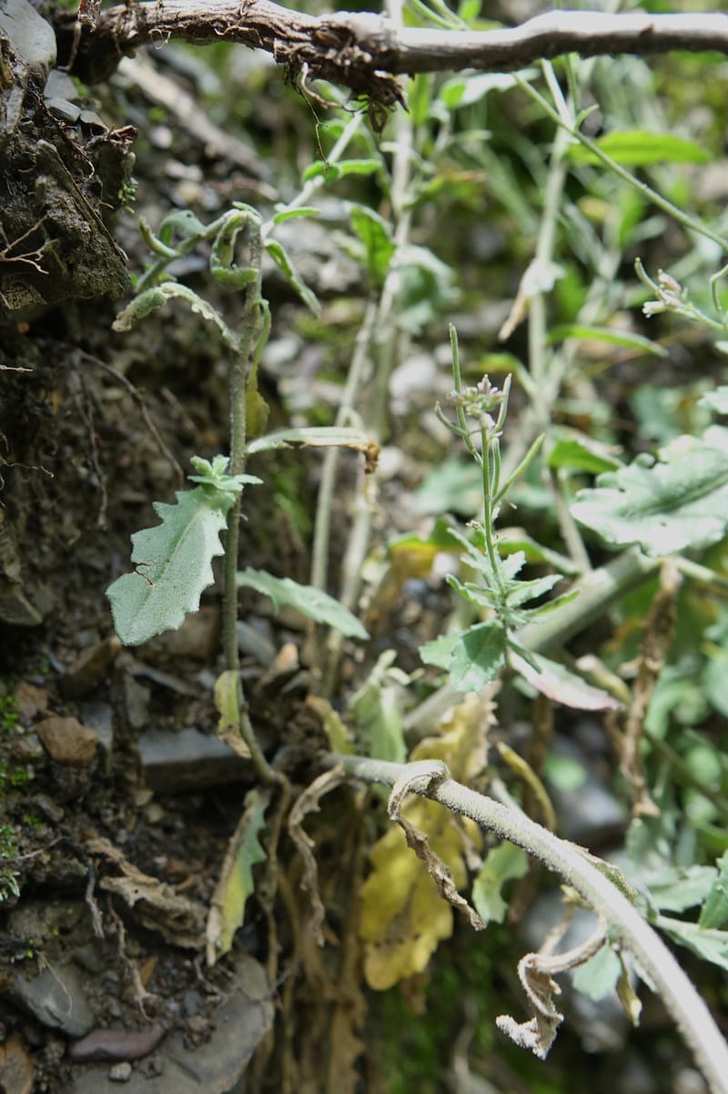 Arabis pycnocarpa var. pycnocarpa, D. Boufford 44001--China. Sichuan. Yibailingba-gou. 12 Aug 2017. DSC04660 (151).JPG
