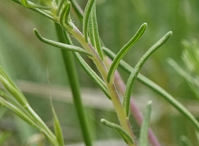 Blepharipappus scaber, C. Davidson 13761--Oregon. Wallowa Co. Zumwalt.Trail Cr. Rd. 4 Jun 2018. DSC04078 (431).JPG