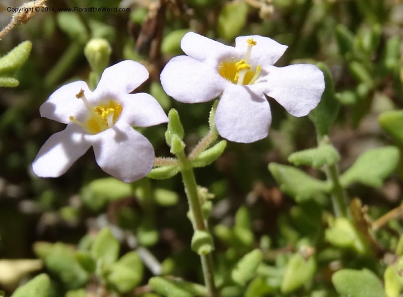Sutera hispida, Davidson, C 12260--South Africa. Western Cape. Swartberg Pass Rd. 19 Jan 2014. DSC00537 (61).JPG