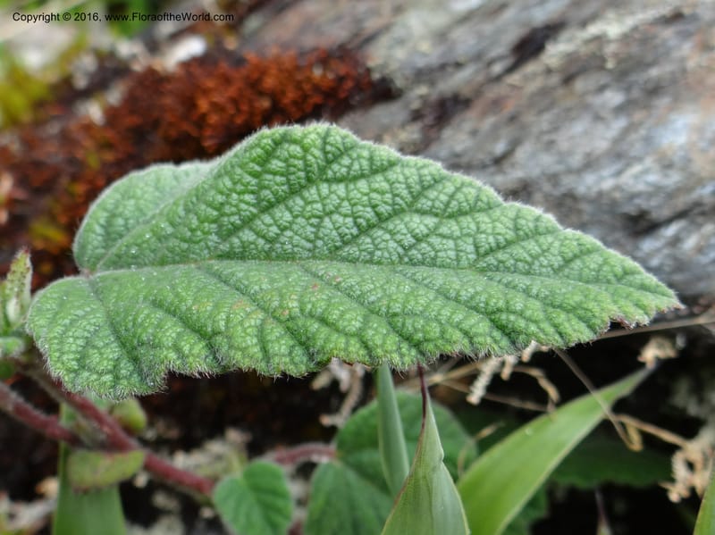 Rubus, Ulloa, C 2384--Ecuador. Azuay. Matanga. 2 Oct 2012. DSC06351 (311).JPG
