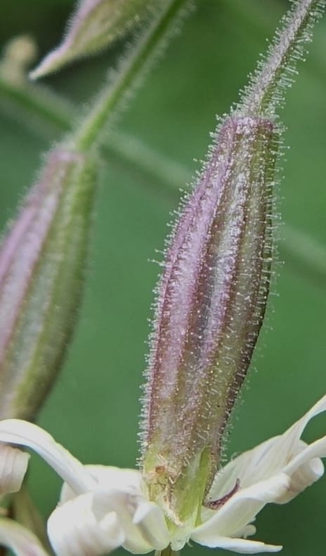 Silene nutans subsp. nutans,  Davidson, C 13266--Switzerland. Oberwald. Chapel St. Nikolas. 2 Jul 2016. DSC07728 (779).JPG