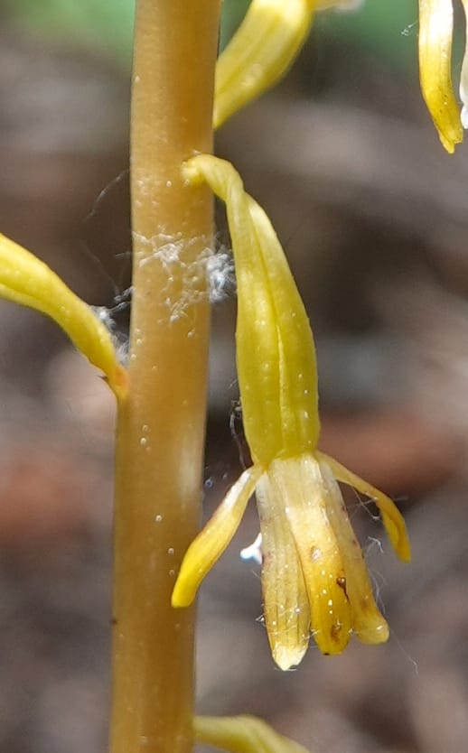 Corallorhiza maculata var. occidentalis, Davidson 13797--ID. Valley Co. Sylvan Beach. 25 Jun 2018. DSC05593 (8).JPG