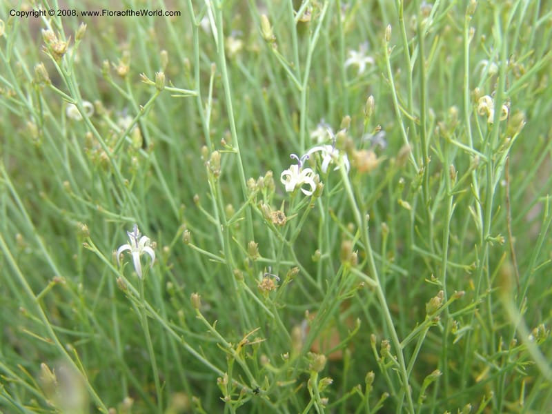 Thesium--So.Africa. Mpumal. Buffelskloof Private Nat. Res. 17 Mch 05. 096.jpg