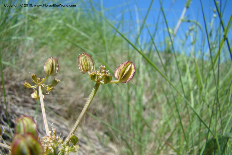 Cymopterus glaucus, C. Davidson 11362--Idaho. Idaho Co. Salmon River. Polly Bemis Ranch. 27 May 2009. 242.jpg
