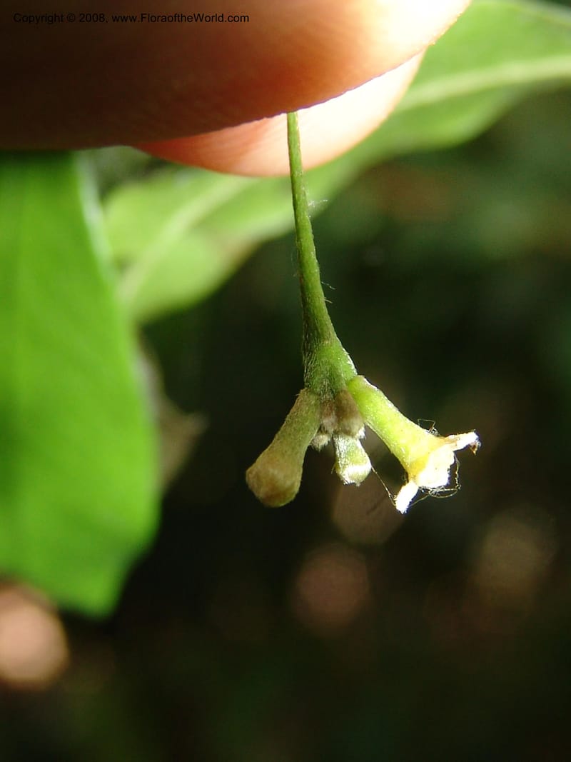 Stephanodaphne cremostachys, [ZRogers93]--Madag. Prv. Toliar. Mandena Centr. Res. Ecol. 19 Jan 06. 166.jpg