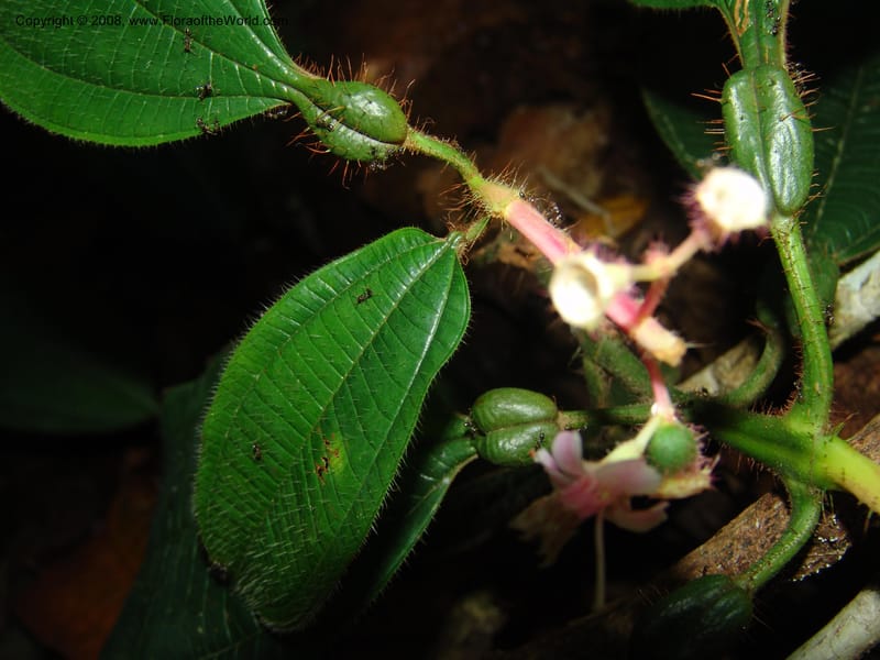 Tococa guianensis, AAraujoM1251--Bolivia. Pq. Nac. Madidi. Chalalan. Send. Anta. 30 Nov 04. 254.jpg