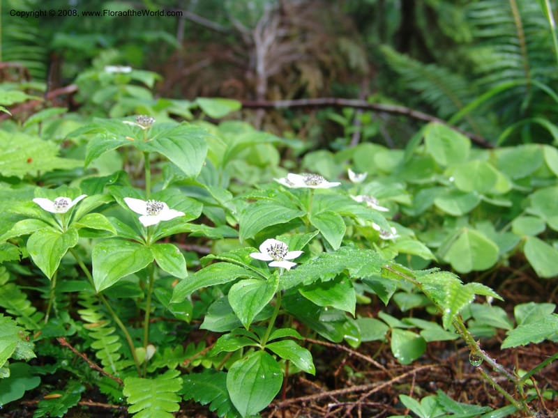 Cornus canadensis--WA. Grays Harbor Co. Quinault Rain For, Lake Quinault. 15 Jun 06. 018.jpg