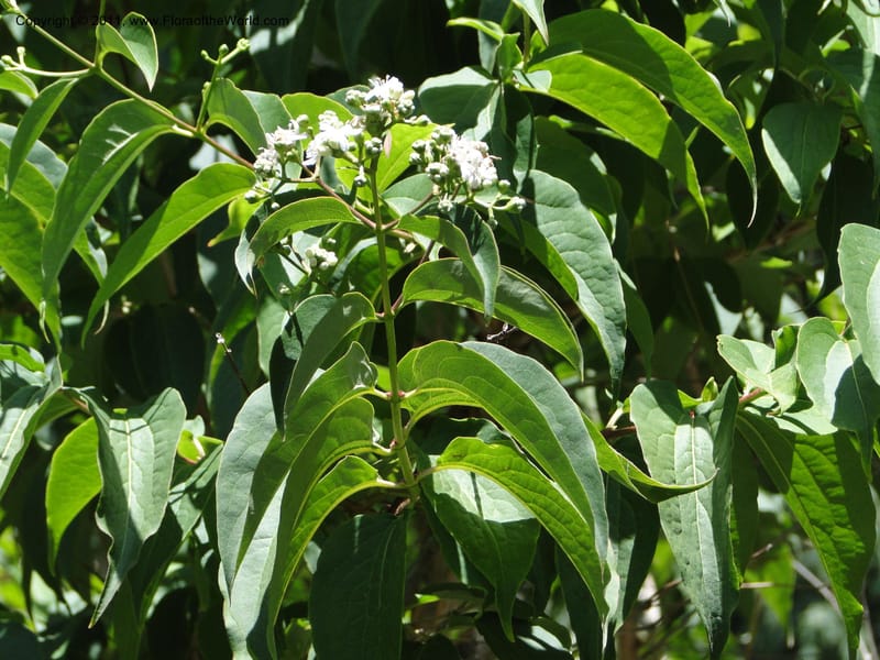 Heptacodium jasminoides--Tasmania. Royal Tasmanian Botanical Garden. 2 Feb 2010. 3596 (2).JPG