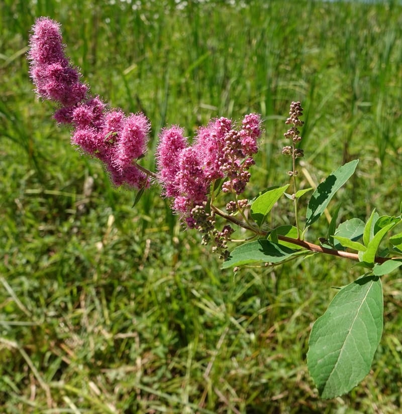 Spiraea douglasii var. menziesii, C. Davidson 13807--ID. Benewah Co. St. Joe R. Rd. Turtle Lake. 8 Jul 2018. DSC05829 (81).JPG