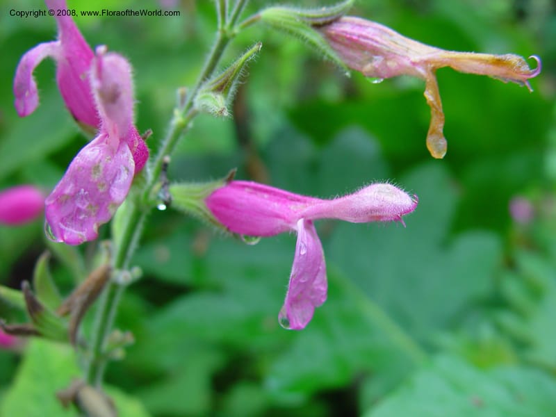 Salvia dorisiana--CA. UCLA. Mathias Bot. Gard. 13 Feb 03. 045.jpg