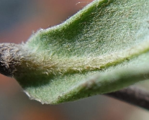Hibbertia miniata, Davidson, C 13376--Australia. W.A. Flora Rd. 22 Oct 2016. DSC03739 (17).JPG