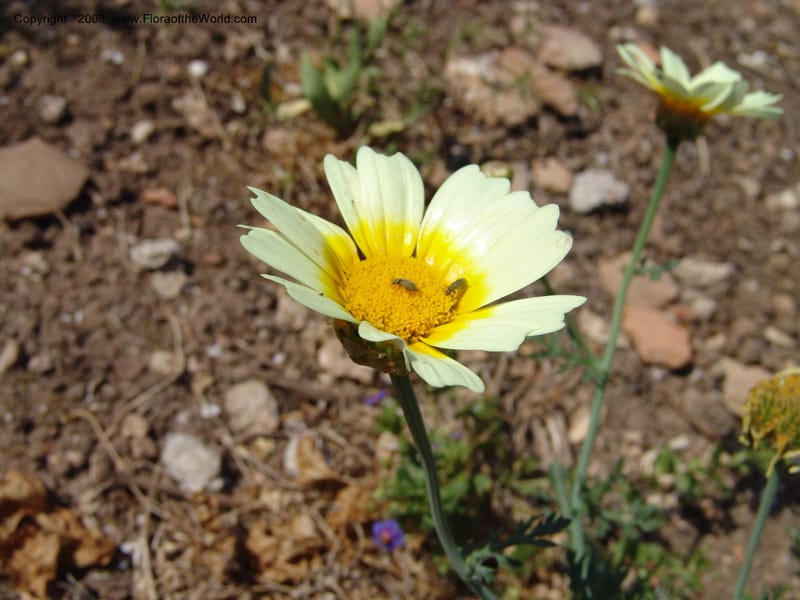 Glebionis (Chrysanthemum) coronaria v. discolor--Crete. Ep. Apokoronos. Aptera. 23 May 05. 047.jpg
