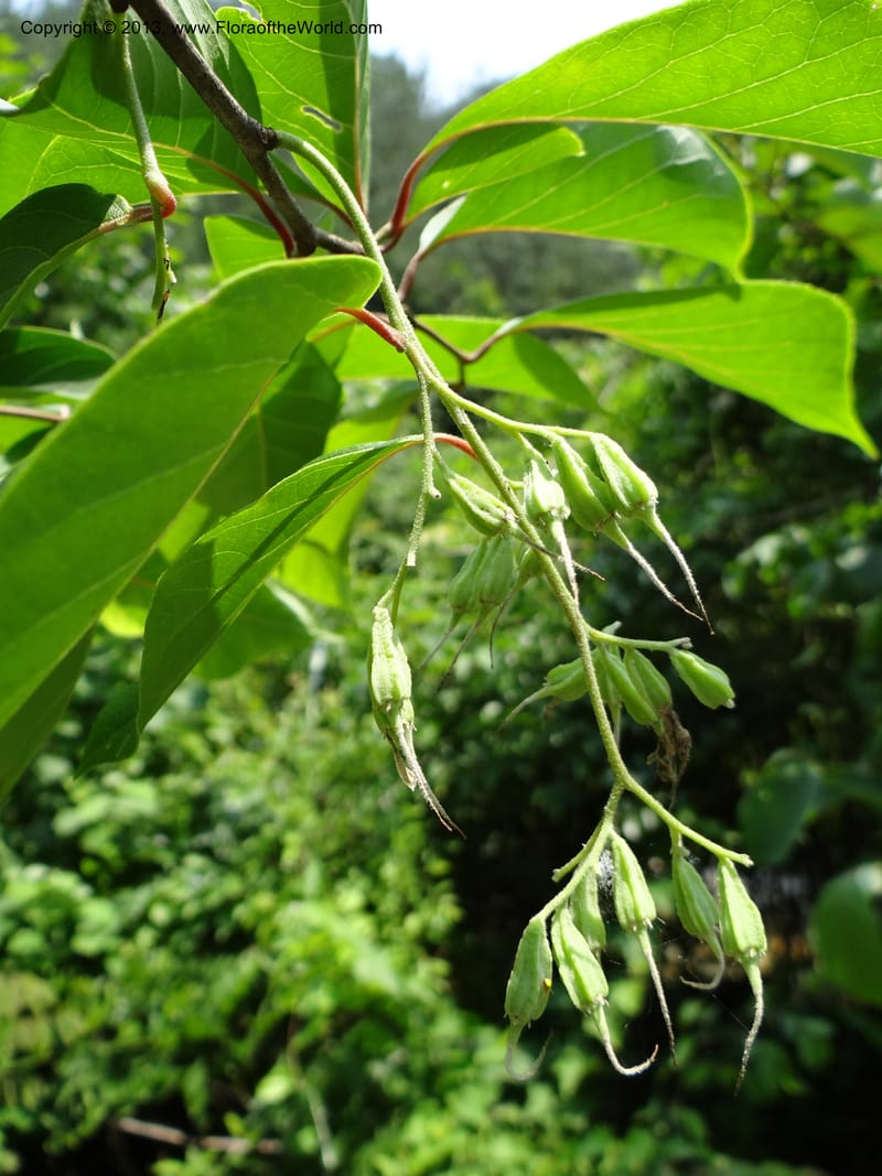 Pterostyrax corymbosus, Li Pan 1205274--China. Zhejiang Prov. Shunxi Village. 28 May 2012. DSC00347 (173).JPG