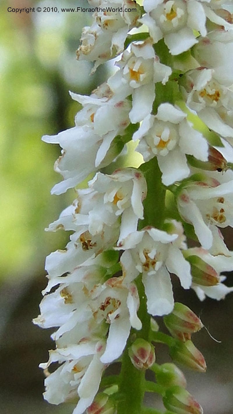 Galax aphylla, Mori 27456--North Carolina. Stokes Co. 26 May 2010. 088 (46).jpg