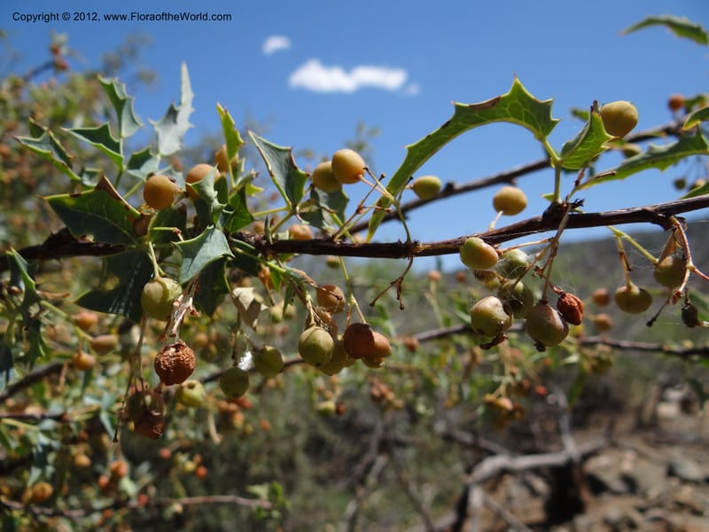 Berberis haematocarpa, Davidson, C 11937--AZ. Yavapai Co. Crown King Rd. 7 May 2012. DSC0894 1 (281).JPG