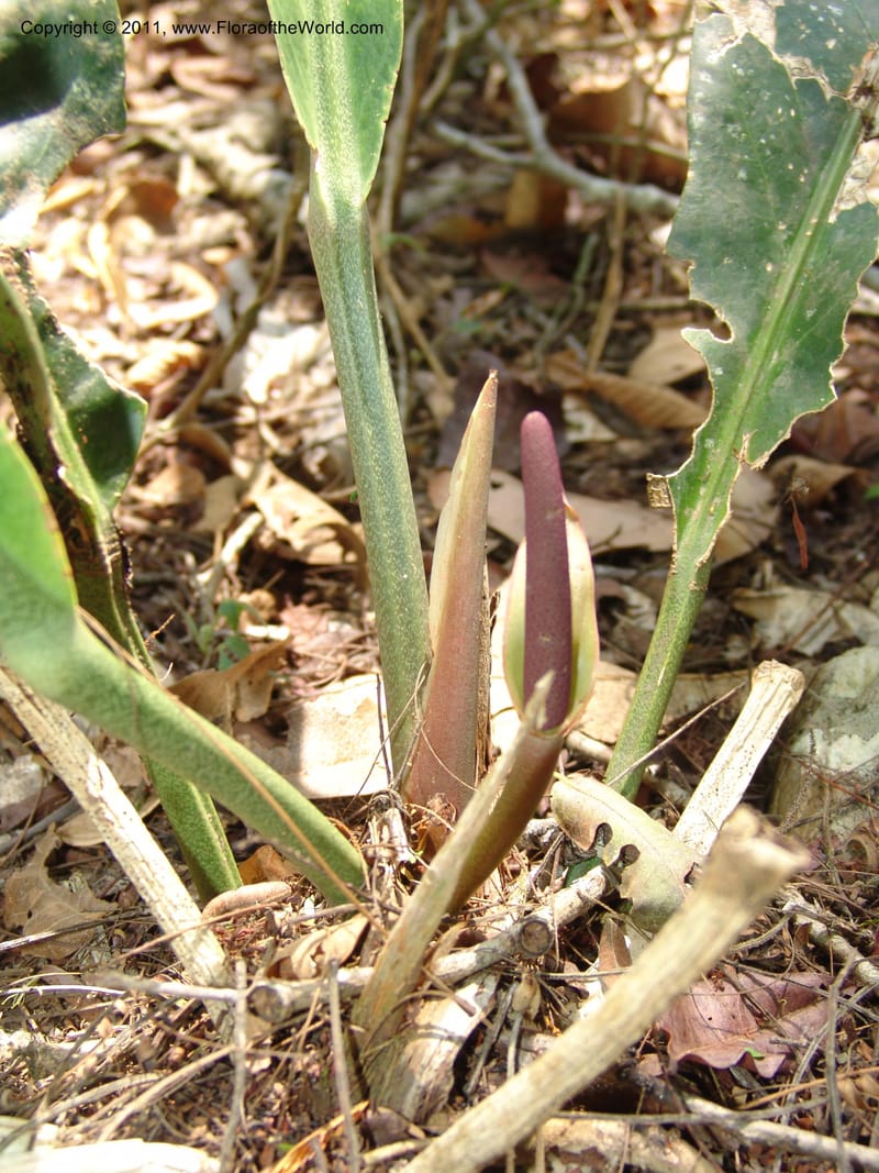 Anthurium plowmanii, AraujoM2908--Bolivia. F. Tamayo. Rio Machariapu. 17 Sep 06. 283 (14).jpg