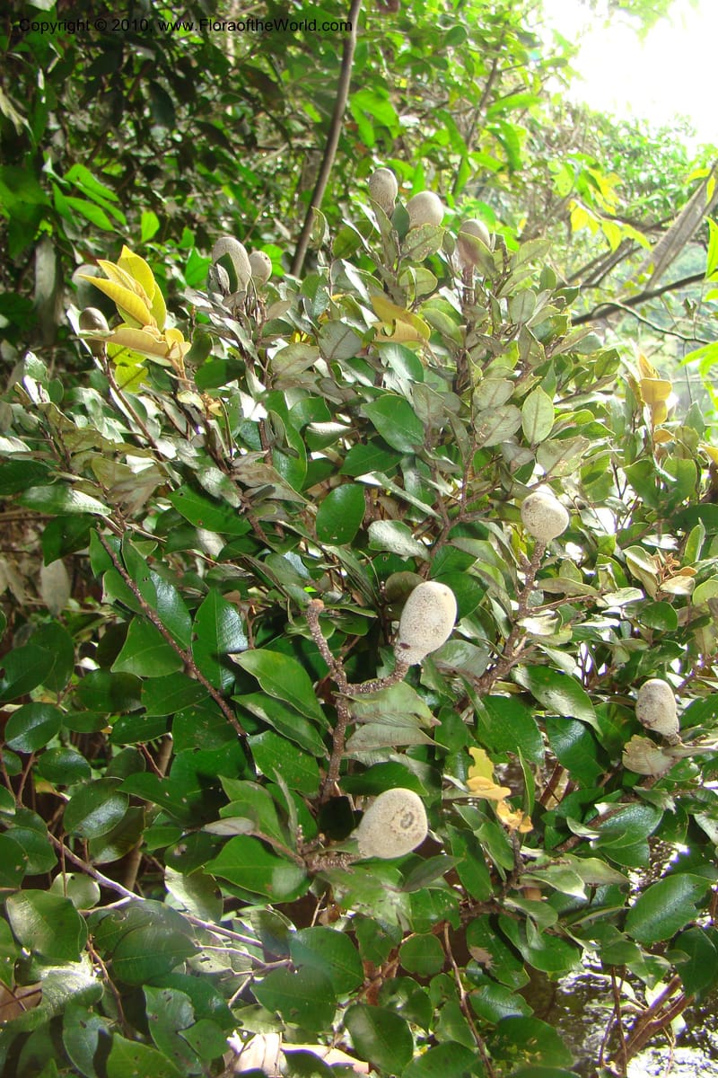 Parinari, RVasquez34859--Peru. Loreto. Dist. Nauta. Qbda Nawapa, Rio Tigre. 11 Nov 08. 825.jpg