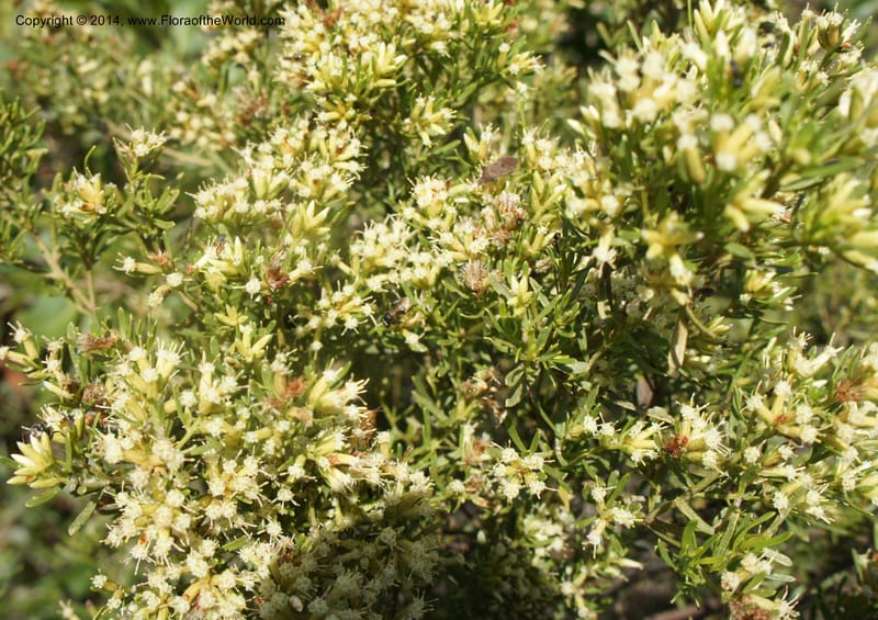 Baccharis pseudotenuifolia, Stevens, W.D. 31064, Cerro Cora, 15 Mar 2011 4054 (3).JPG