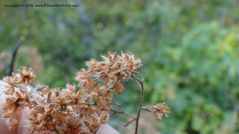 Holodiscus discolor, C. Davidson 11817--OR. Hood River Co. Old Dalles Rd., 2 mi E of E. Side Dr. 10 Sep 10. 001 (135).jpg