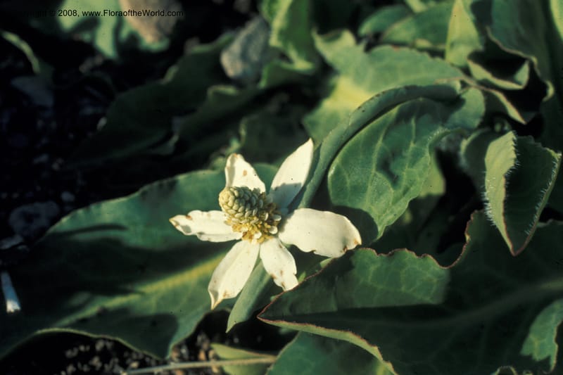 Anemopsis california, CDavidson5688--CA. S. Bernardino Co. Clark Mtn, Pachalka Spg. 29 May 77. 001.jpg