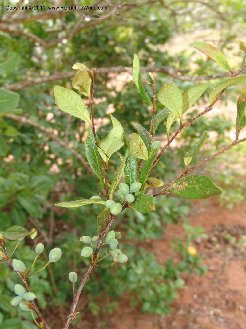 Terminalia, ZRogers1130--Madag. Prov. Antsir. Sahafary, Analankary. 8 Nov 06. 169.jpg