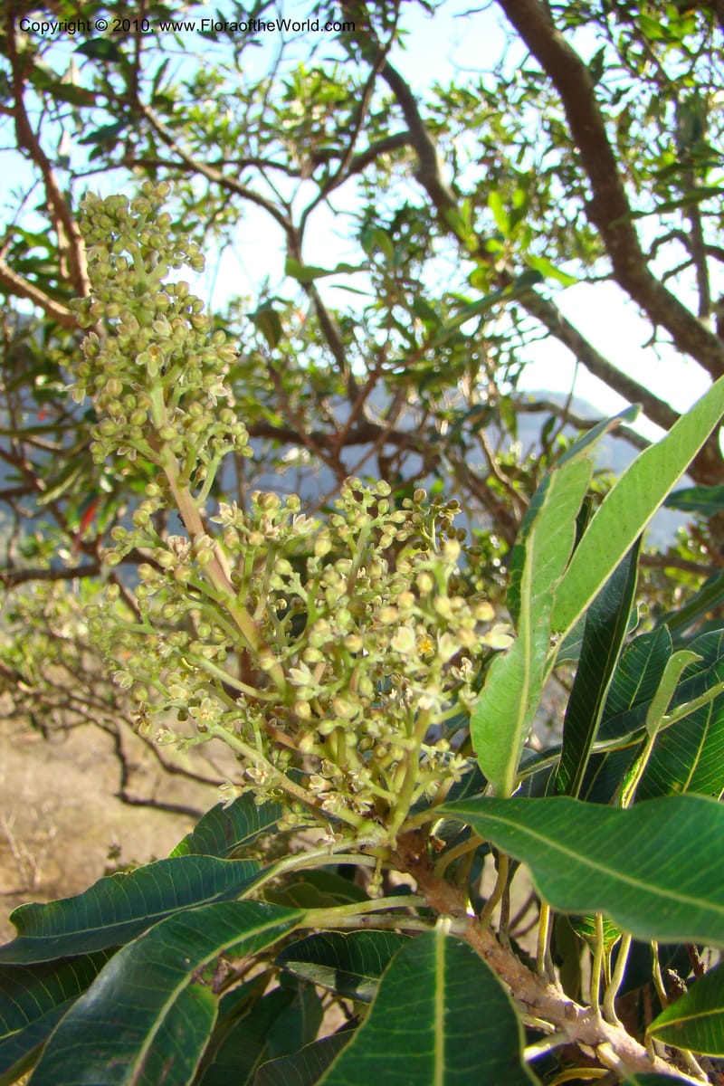 Protorhus longifolia, D. Styles xx--South Africa. KwaZulu-Natal. Kloof Gorge, Durban. 29 Aug 09. 001 (1).jpg