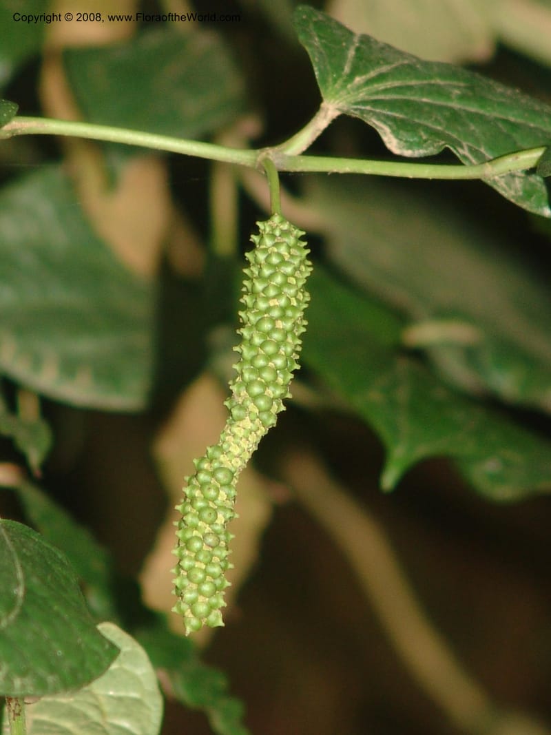 Piper capense--So.Africa. Mpumal. Moodie Mts.  18 Mch 05. 527.jpg