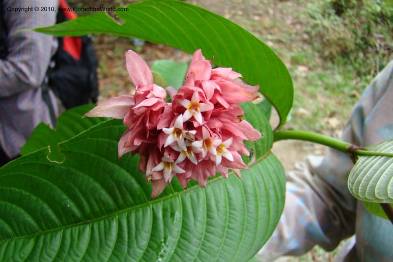 Psychotria, Vasquez 34809--Peru. Loreto. Dist. Nauta. Miraflores, Rio Tigre. 10 Nov 08. 478.jpg