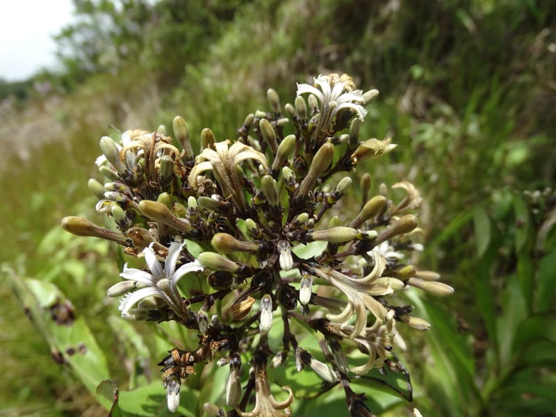 Scaevola floribunda, Lowry, P 7328--Fiji. Delaikoro Mtn. 3 Nov 2015. DSC08393 (170).JPG