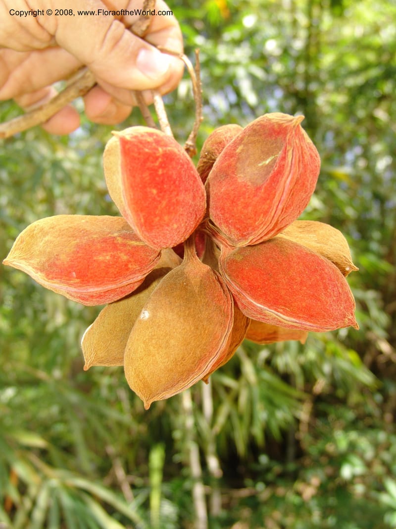 Sterculia tragacantha, GWalters1686--Gabon. Prov. Estuaire. Bambuchine, E of Libreville. 17 Apr 06. 059.jpg