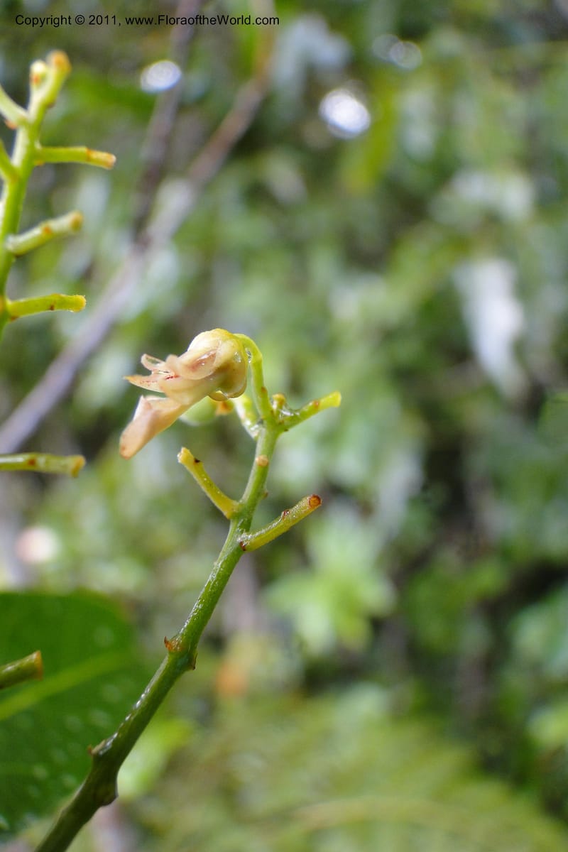 Agatea, Specimen lost--Fiji. Nadarivatu Nature Reserve. 10 Feb 2011. 026 (64).jpg