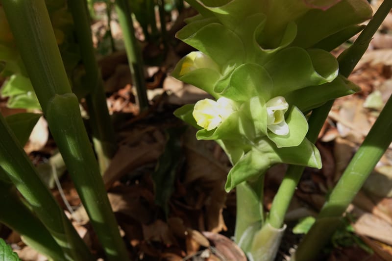 Curcuma domestica--Australia. Brisbane Bot. Gard. 15 Oct 2016. DSC02202 (16).JPG