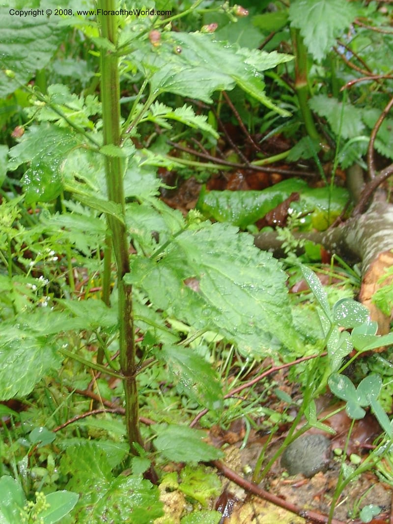 Scrophularia ilvensis--Georgia. 2 km S of Bakuriani, rd to Khrats'koros. 6 Jun 05. 301.jpg