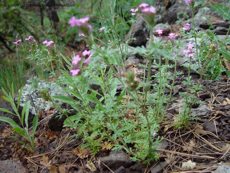 Verbena gooddingii--AZ. Hwy 89A, Oak Cr Canyon, s of Flagstaff. 5 Jun 03. 078.jpg